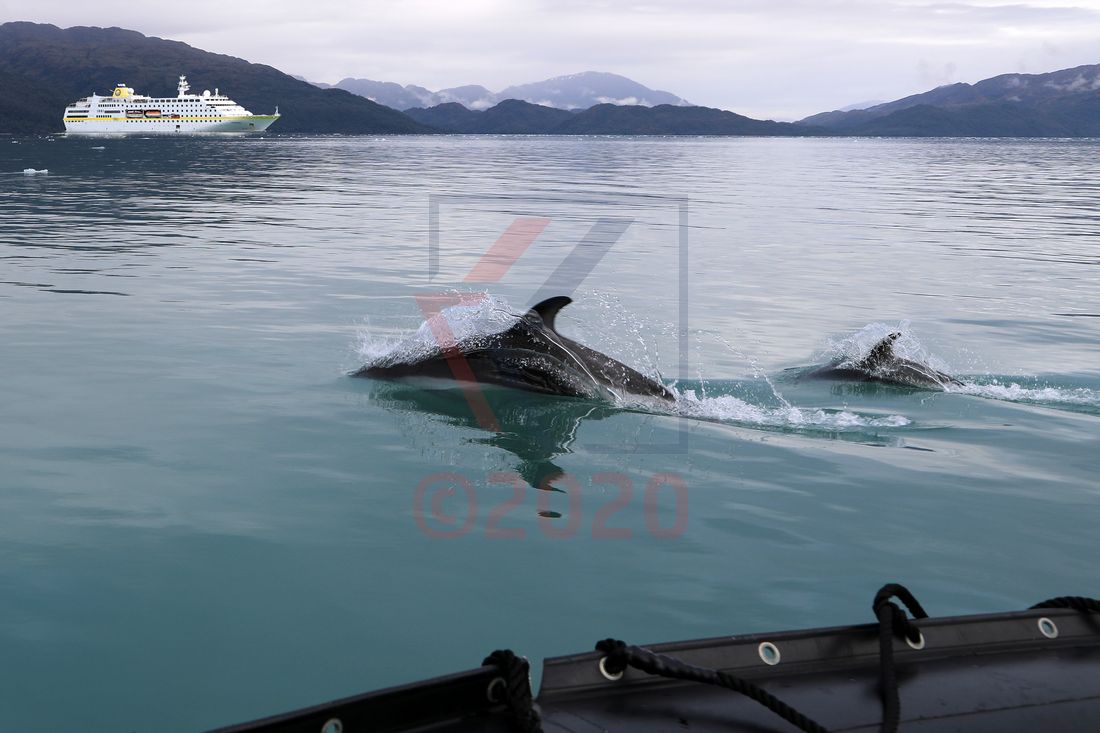 MS Hamburg, Schwarzdelphine und Zodiac Ventisquero Skua Gletscher