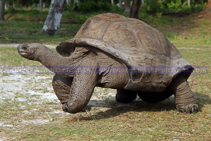 Seychellen-Riesenschildkröte