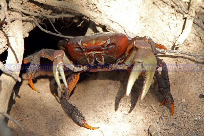 Seychellen-Insel Curieuse Seychellen-Insel Curieuse