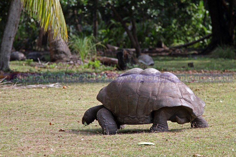 Seychellen-Insel Curieuse Seychellen-Insel Curieuse