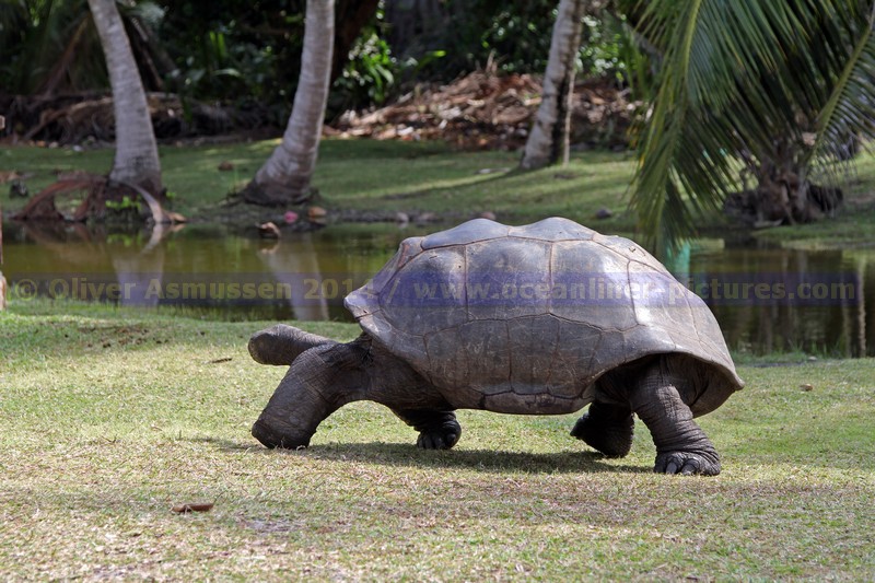 Seychellen-Insel Curieuse Seychellen-Insel Curieuse