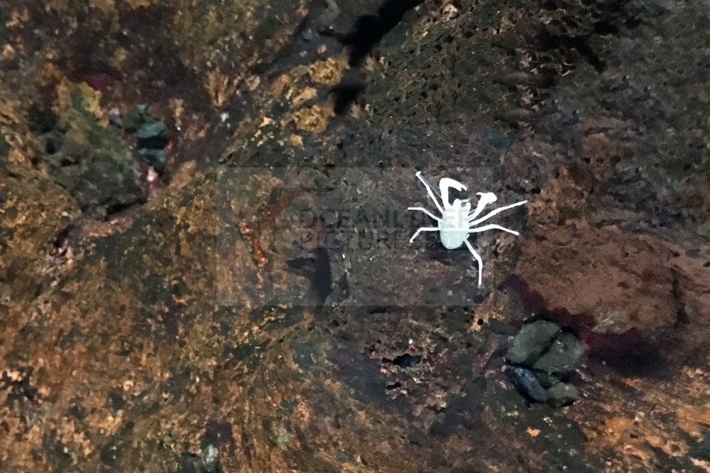 Munidopsis Polymorpha Krebs Jameos del Agua Lanzarote