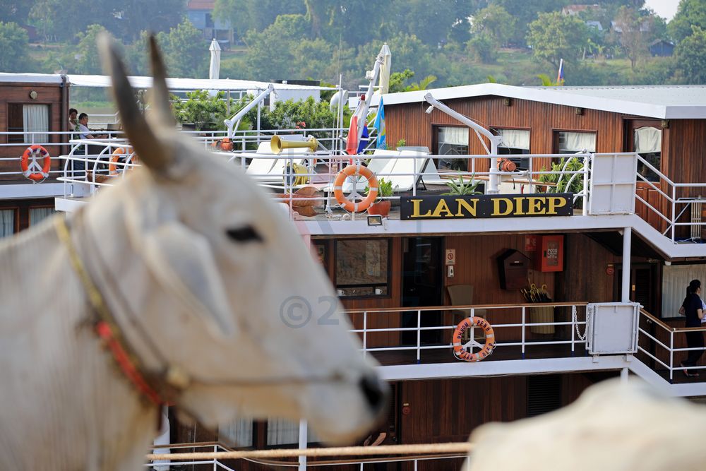 Ochse vor MS Lan Diep in Kampong Tralach Ochse vor MS Lan Diep in Kampong Tralach