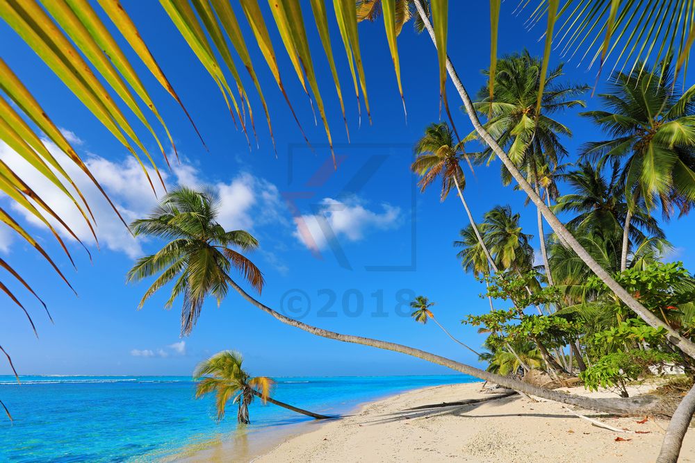 Palmen am Pigeon Point, Tobago Palmen am Pigeon Point, Tobago