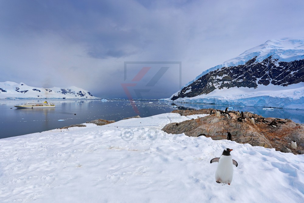 Panoramablick über Andvord Bay, Neko Harbor und MS Hamburg, Antarktis