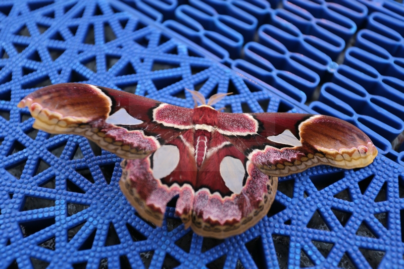Pfauenspinner auf dem Sonnendeck der Hamburg 03.01.2015 Pfauenspinner auf dem Sonnendeck der Hamburg 03.01.2015