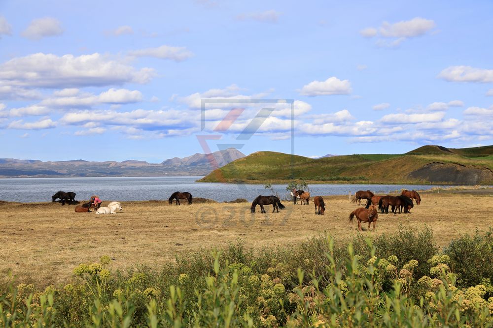 Pferde am Lake Myvatn auf Island