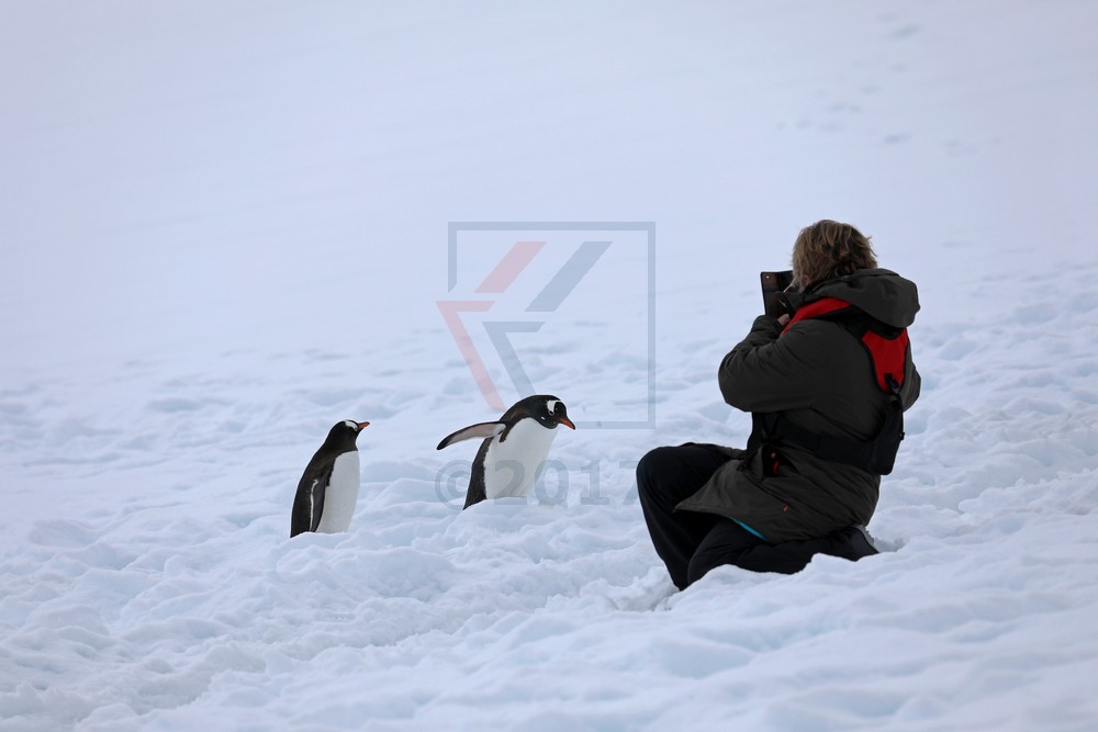 Pinguin shooting Neko Harbor, Antarktis