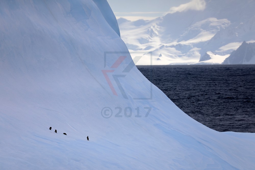 Pinguine auf Eisberg bei Livingston Island, Antarktis