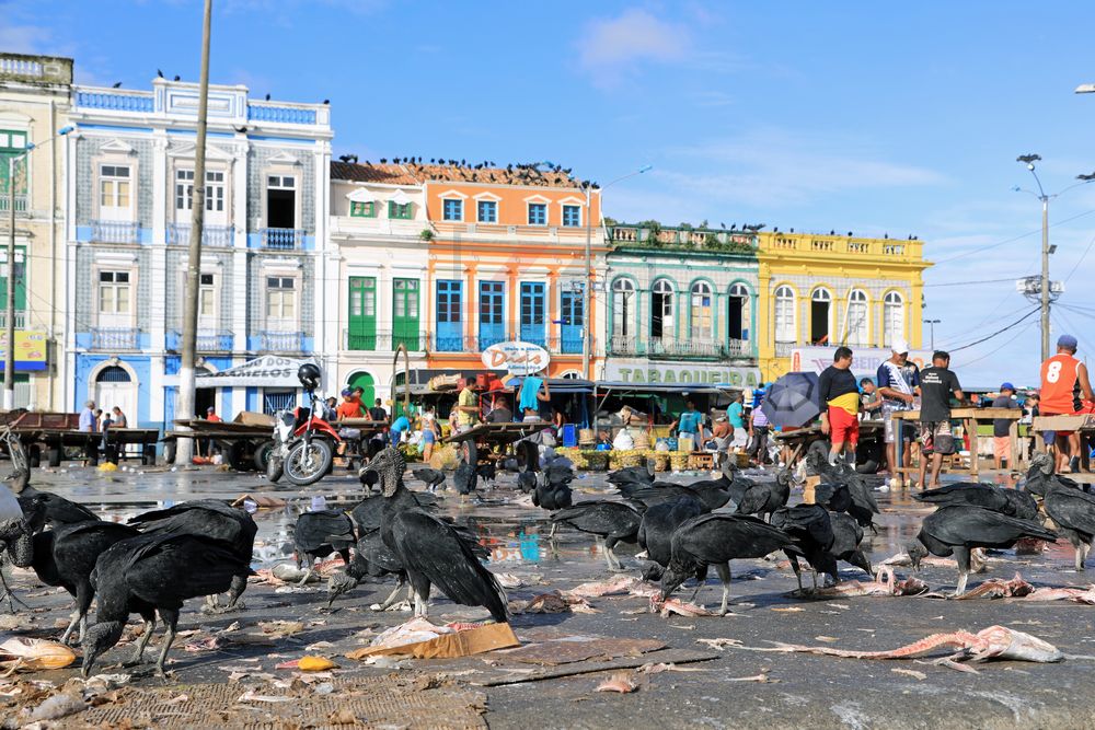 Rabengeier auf dem Fischmarkt in Belem, Brasilien Rabengeier auf dem Fischmarkt in Belem, Brasilien