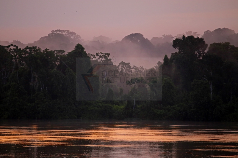 Regenwald am Amazonas morgens auf der Hamburg 05.01.2015 Regenwald am Amazonas morgens auf der Hamburg 05.01.2015