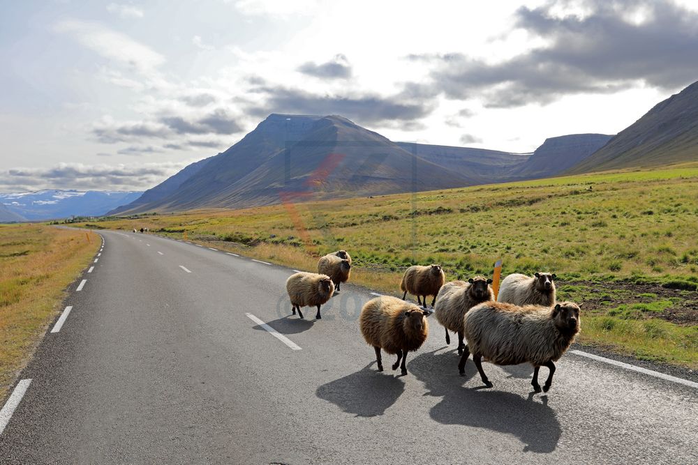 Schafe auf Island in den Westfjorden