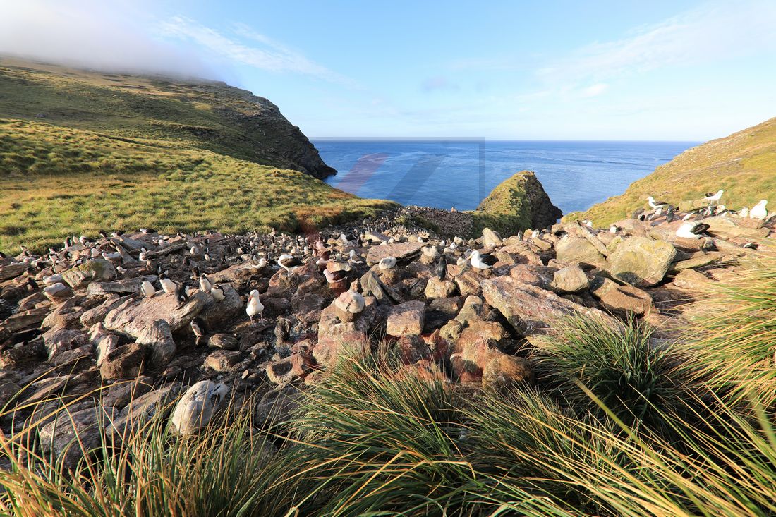 Schwarzbraune Albatrosse und Felsenpinguine West Point Island