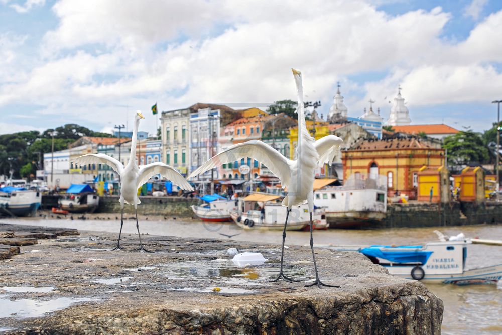 Silberreiher vor Altstadt in Belem Silberreiher vor Altstadt in Belem