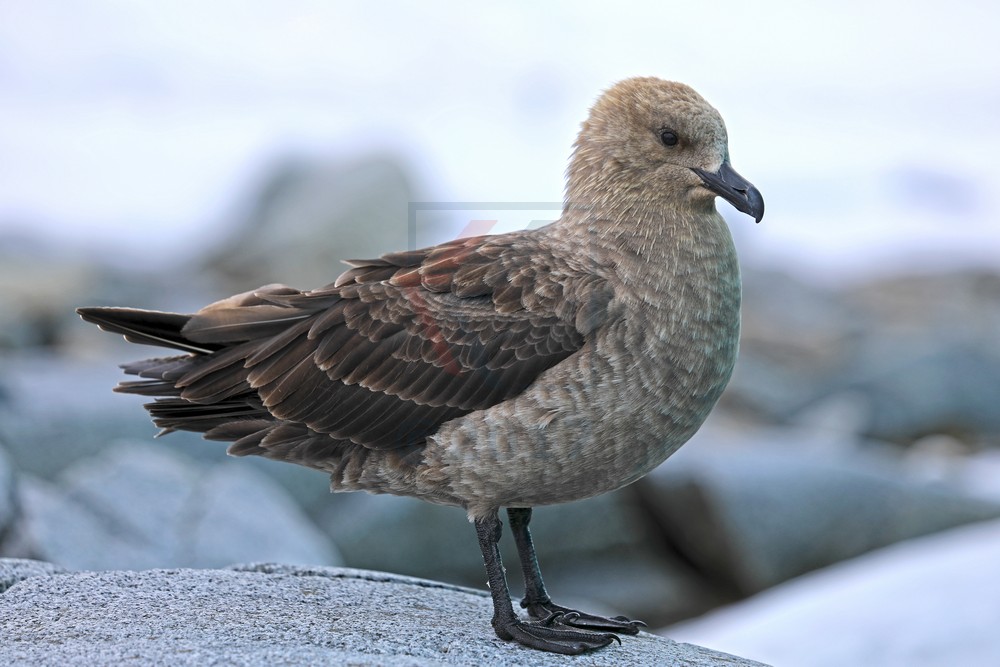 Skua Raubmöve Dorian Bay, Wiencke Island Antarktis Skua Raubmöve Dorian Bay, Wiencke Island Antarktis