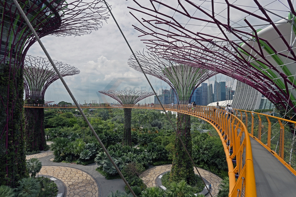 Super Trees mit Skyway im Gardens by the Bay Singapur, 30.01.2016