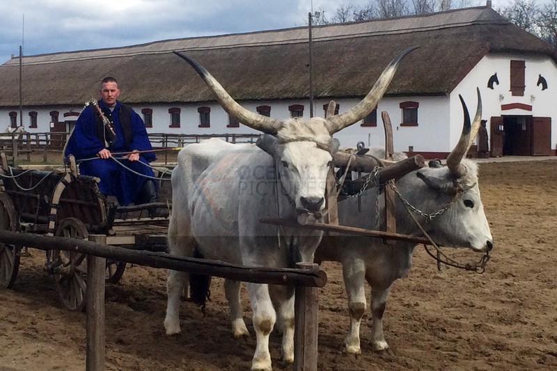 ungarische Graurinder Puszta Gestuet 01.04.2015