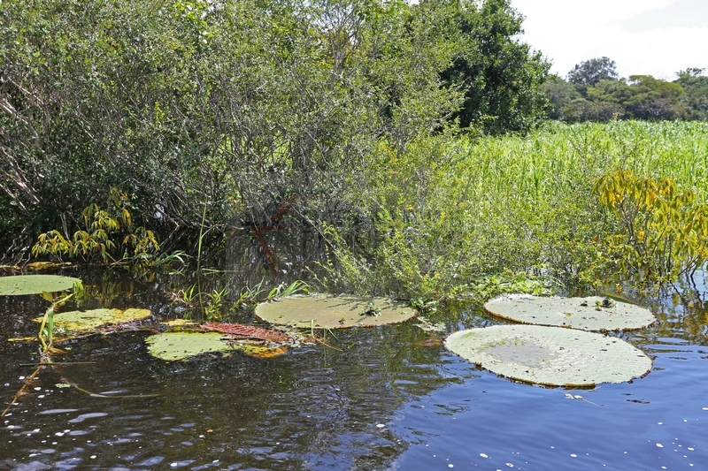 Victoria Amazonica am Amazonas am 12.01.2015