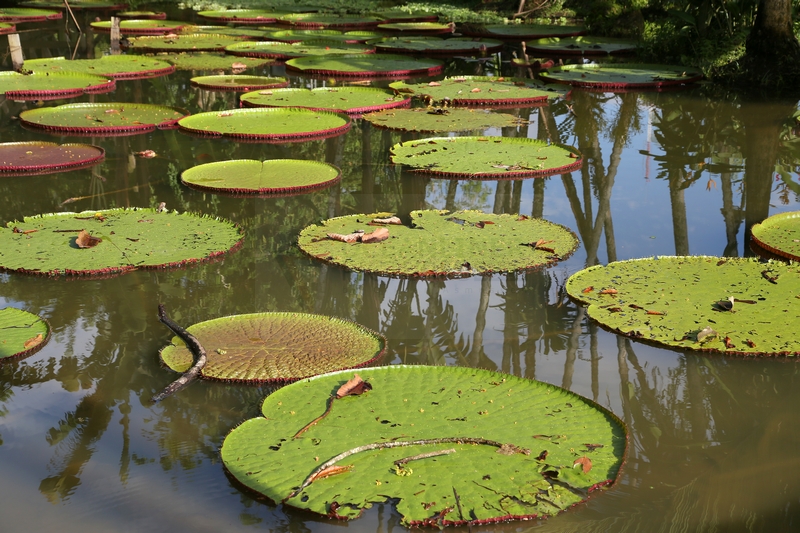 Victoria regia Riesenseerose in Leticia am 09.01.2015