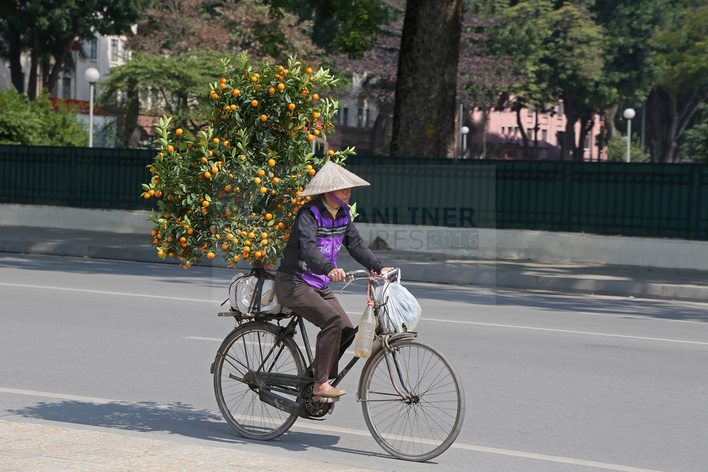 Vietnamese mit Weihnachtsbaum Hanoi 07.02.2016 Vietnamese mit Weihnachtsbaum Hanoi 07.02.2016