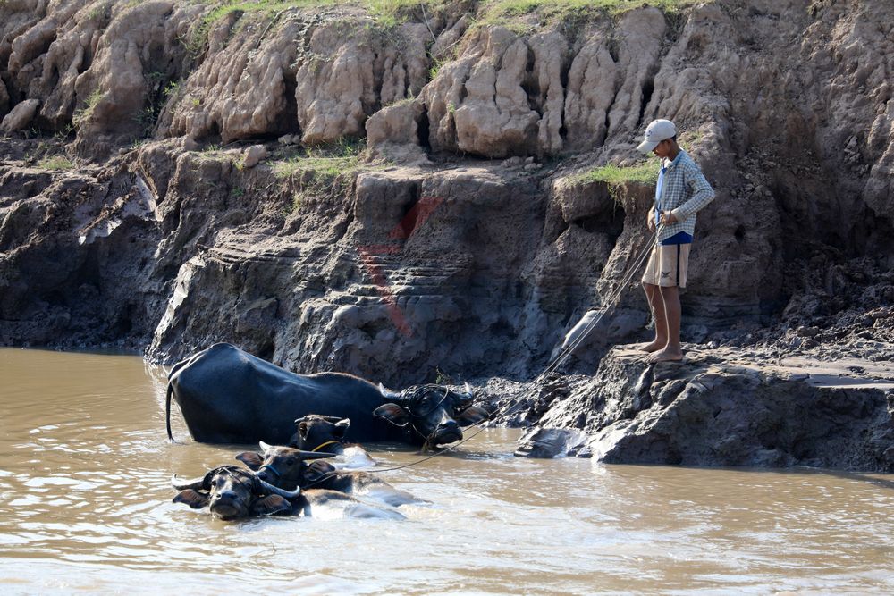 Wasserbüffel im Wasser mit Bauern bei Kandal, Kambodscha