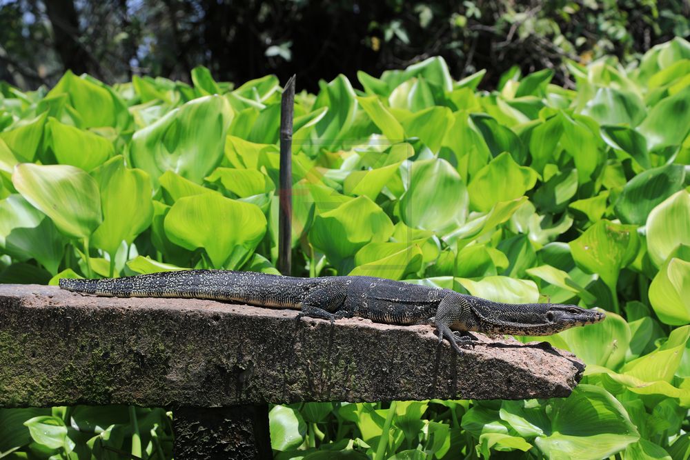 Wasserwaran in den Khlongs bei Bangkok