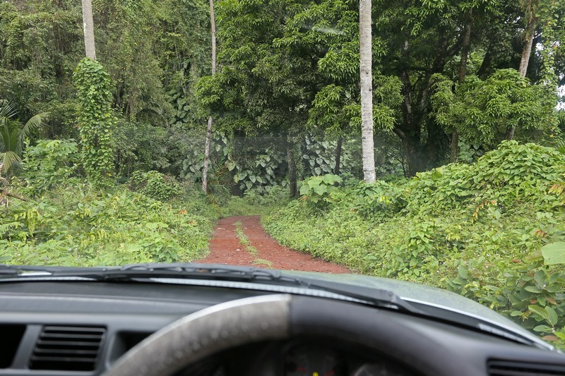 Weg zu den Dark View Falls auf St. Vincent 25.01.2015