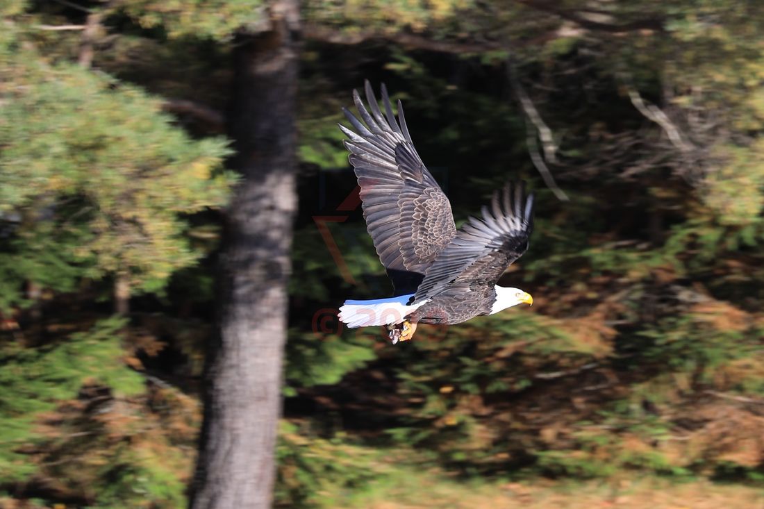 Weisskopfseeadler, American Eagle, Sankt-Lorenz-Strom Weisskopfseeadler, American Eagle, Sankt-Lorenz-Strom
