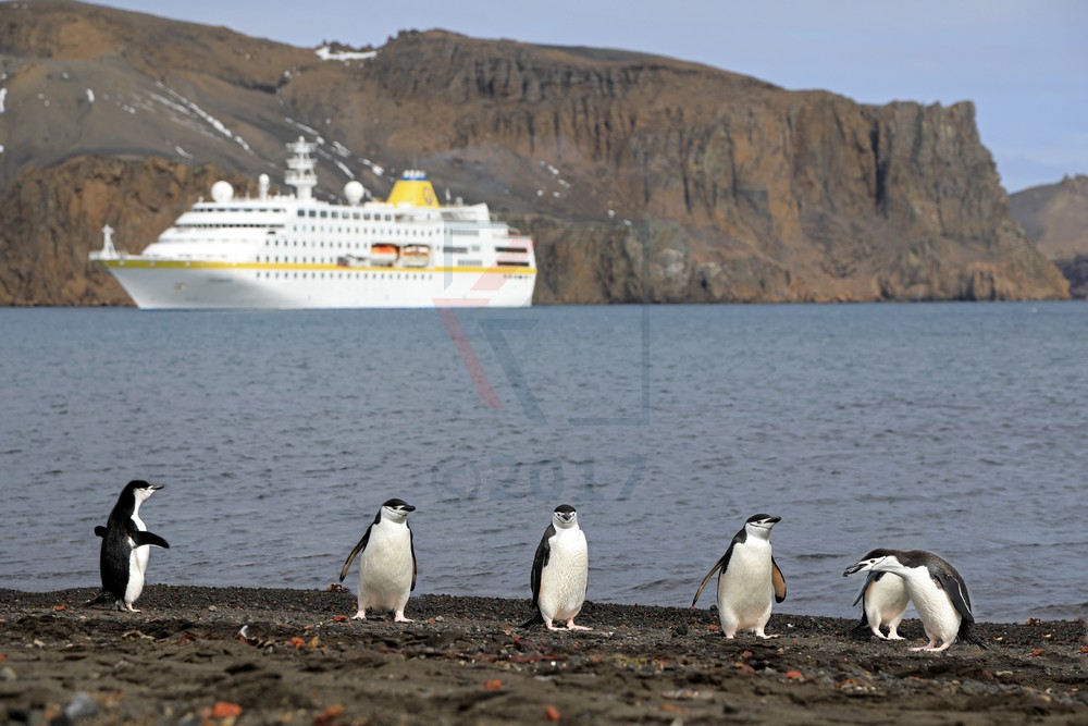 Zügelpinguine in der Whalers Bay auf Deception Island in der Antarktis mit MS Hamburg