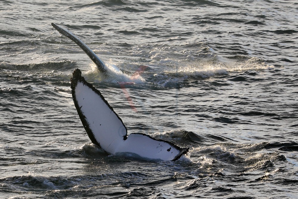 Zwei Buckelwale, Fluke und Flipper, Flandres Bay, Antarktis Zwei Buckelwale, Fluke und Flipper, Flandres Bay, Antarktis